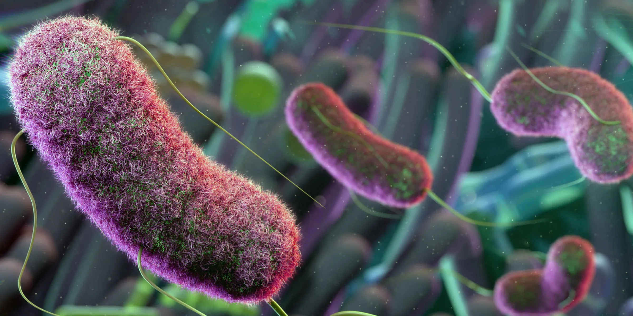 Gut bacteria in close up