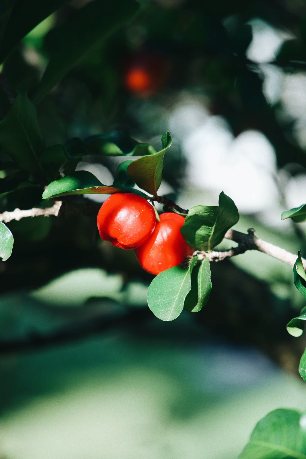 Pelargonium Throat Lozenges
